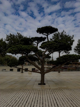 A well-pruned tree with dark green foliage stands on a paved, spacious terrace. The tree's branches spread out symmetrically, creating a layered canopy. Surrounding the terrace are other trees and a partial view of a modern building. The sky above is partly cloudy with patches of blue.
