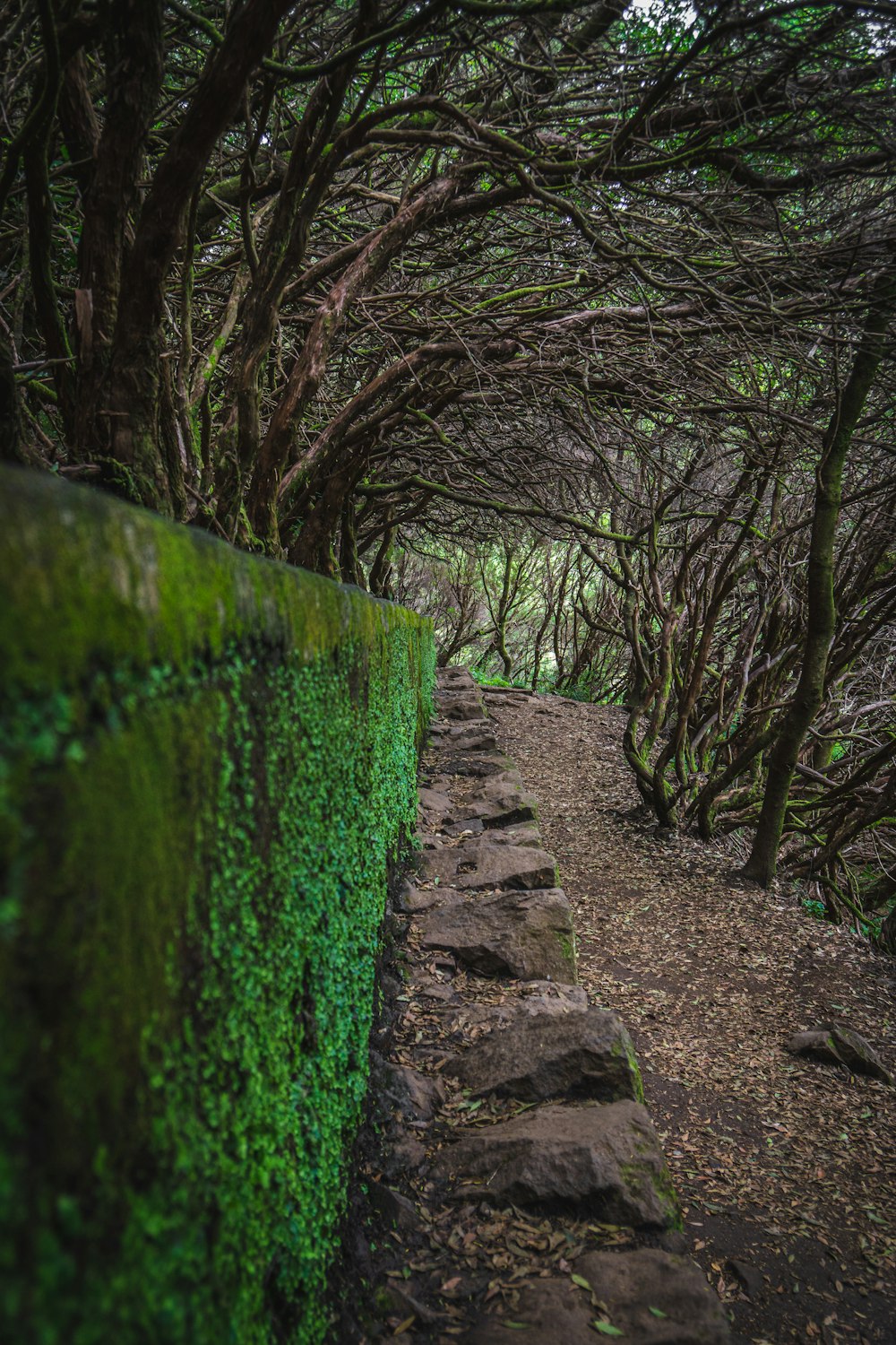 moss covered wall under trees