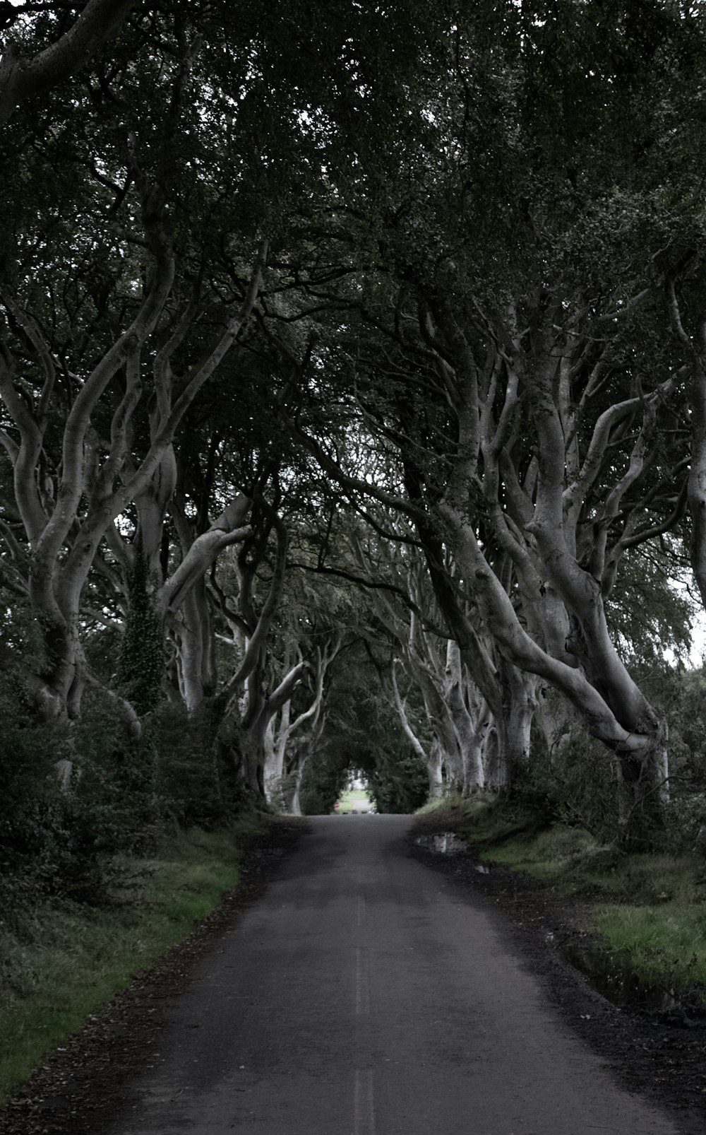 route entre les arbres à feuilles vertes