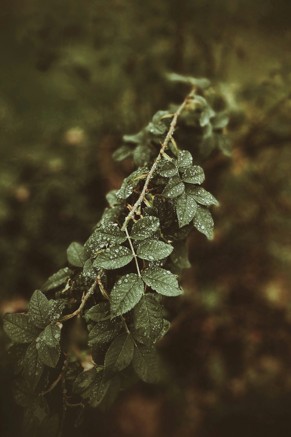 Planta verde de hojas ovadas