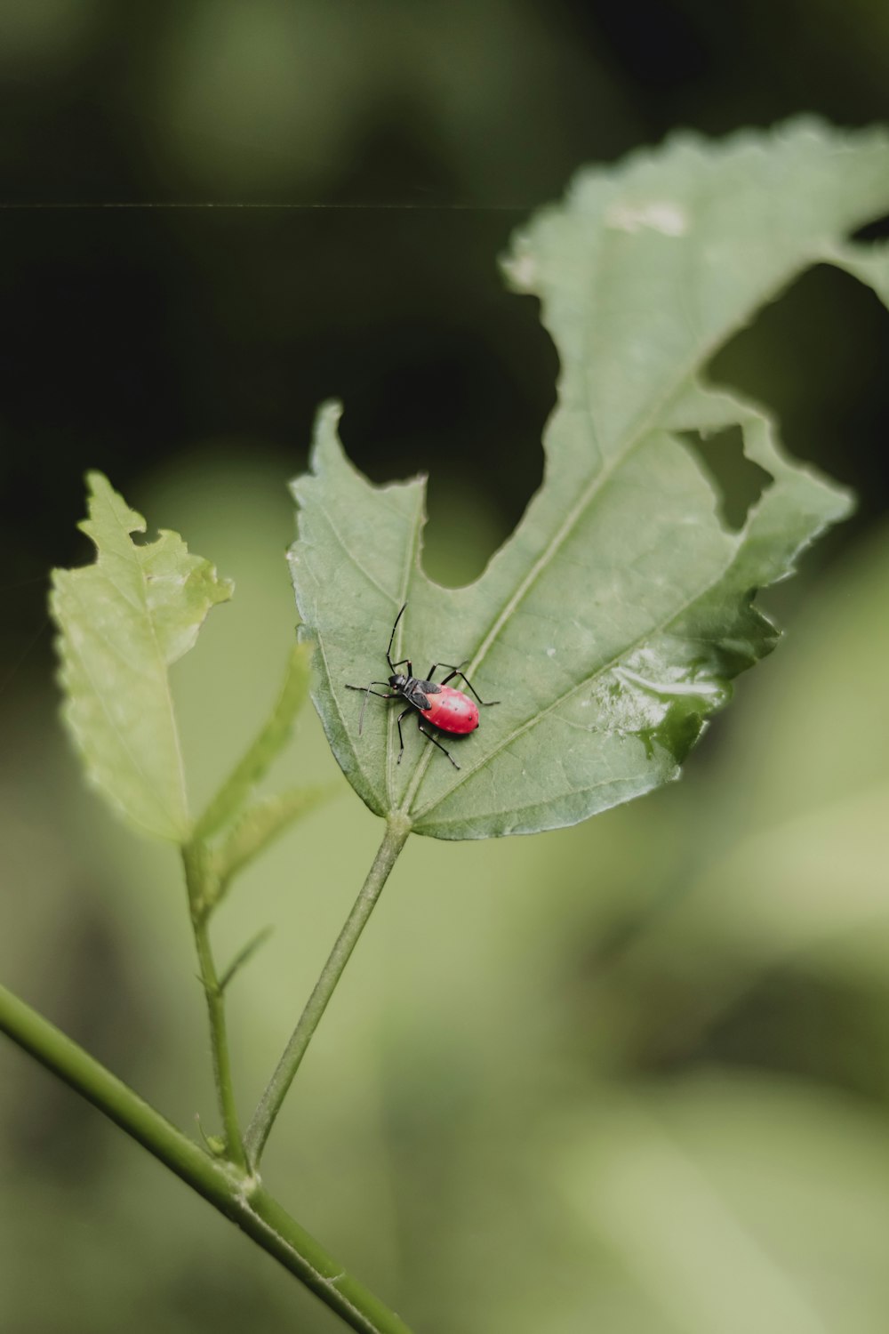 red and black beetle