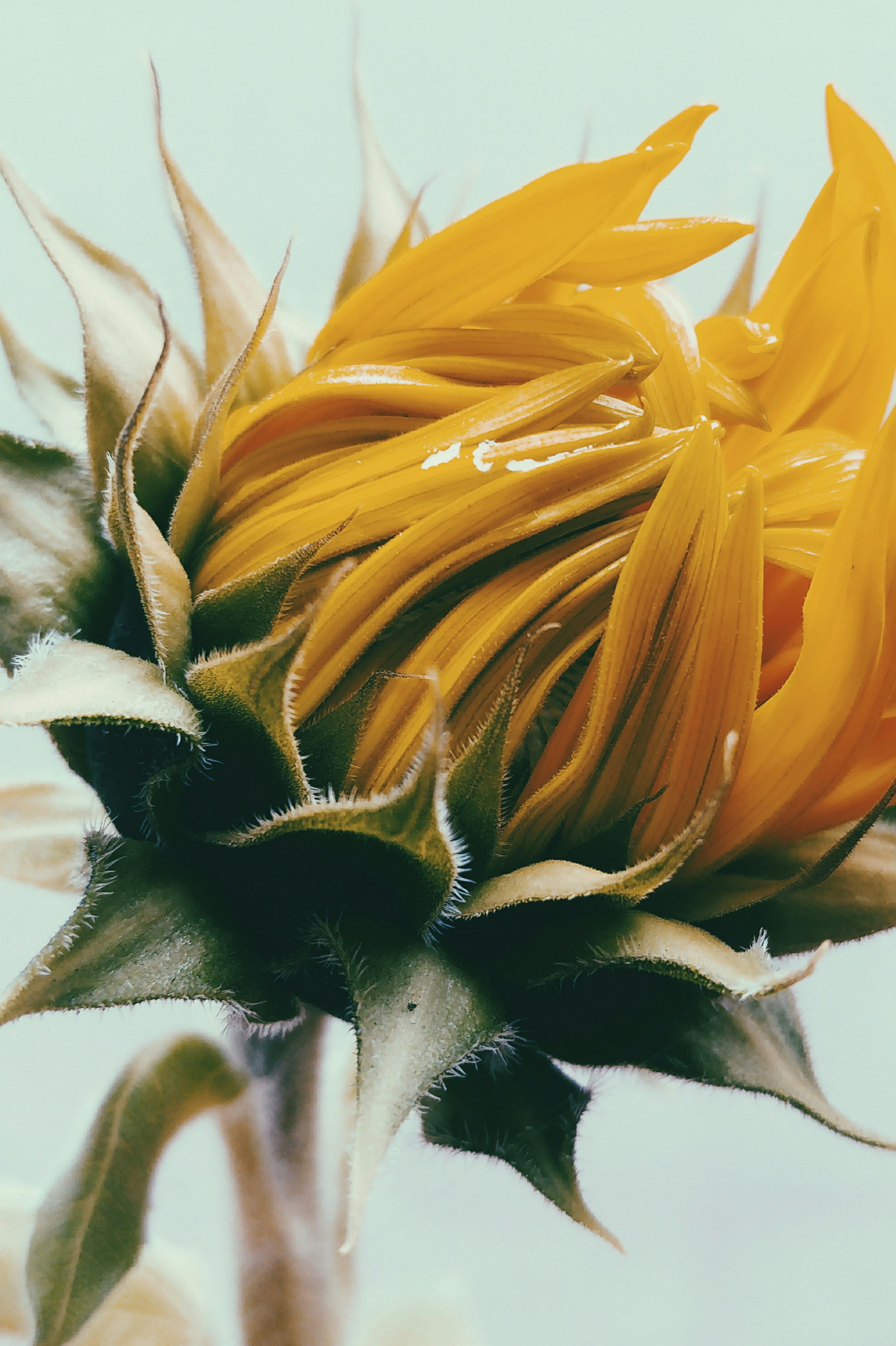 Photo by lucassilvapinh