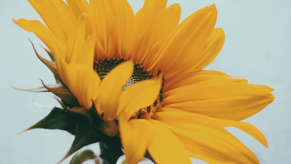 sunflower photograph