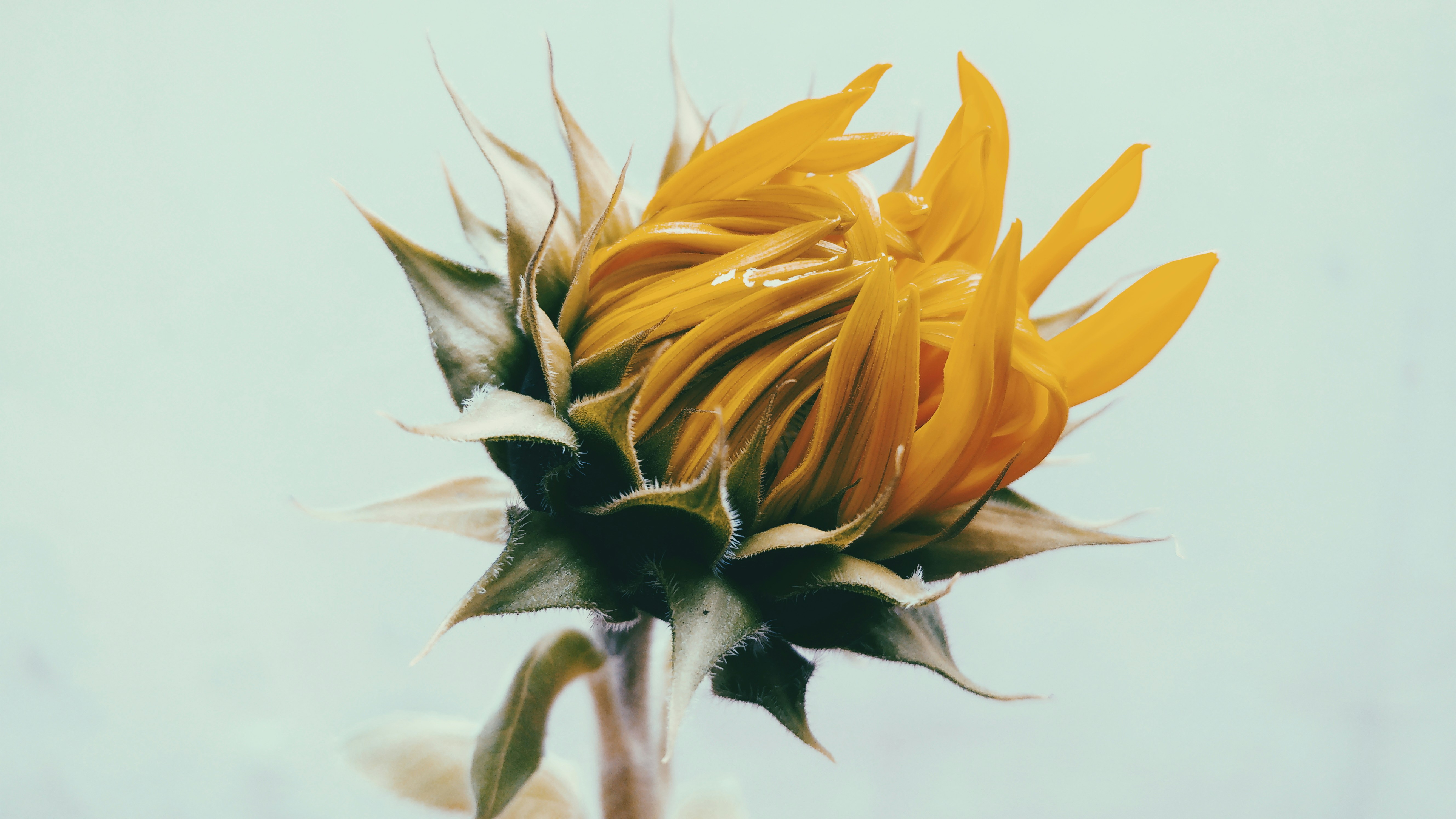 Photo by lucassilvapinh