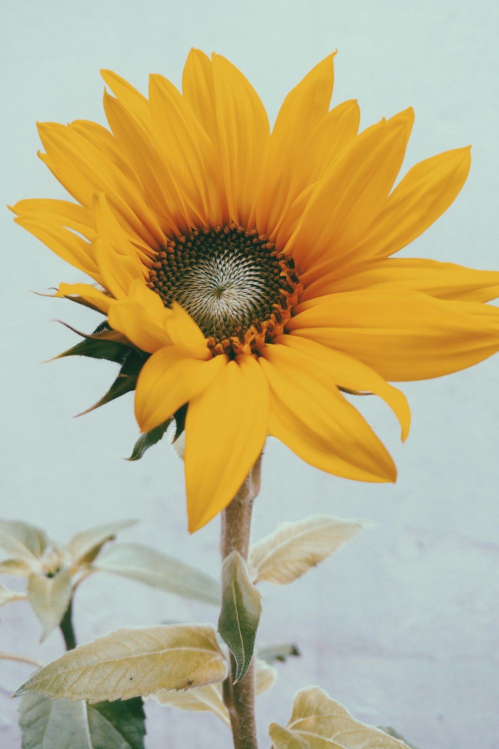 sunflower photograph