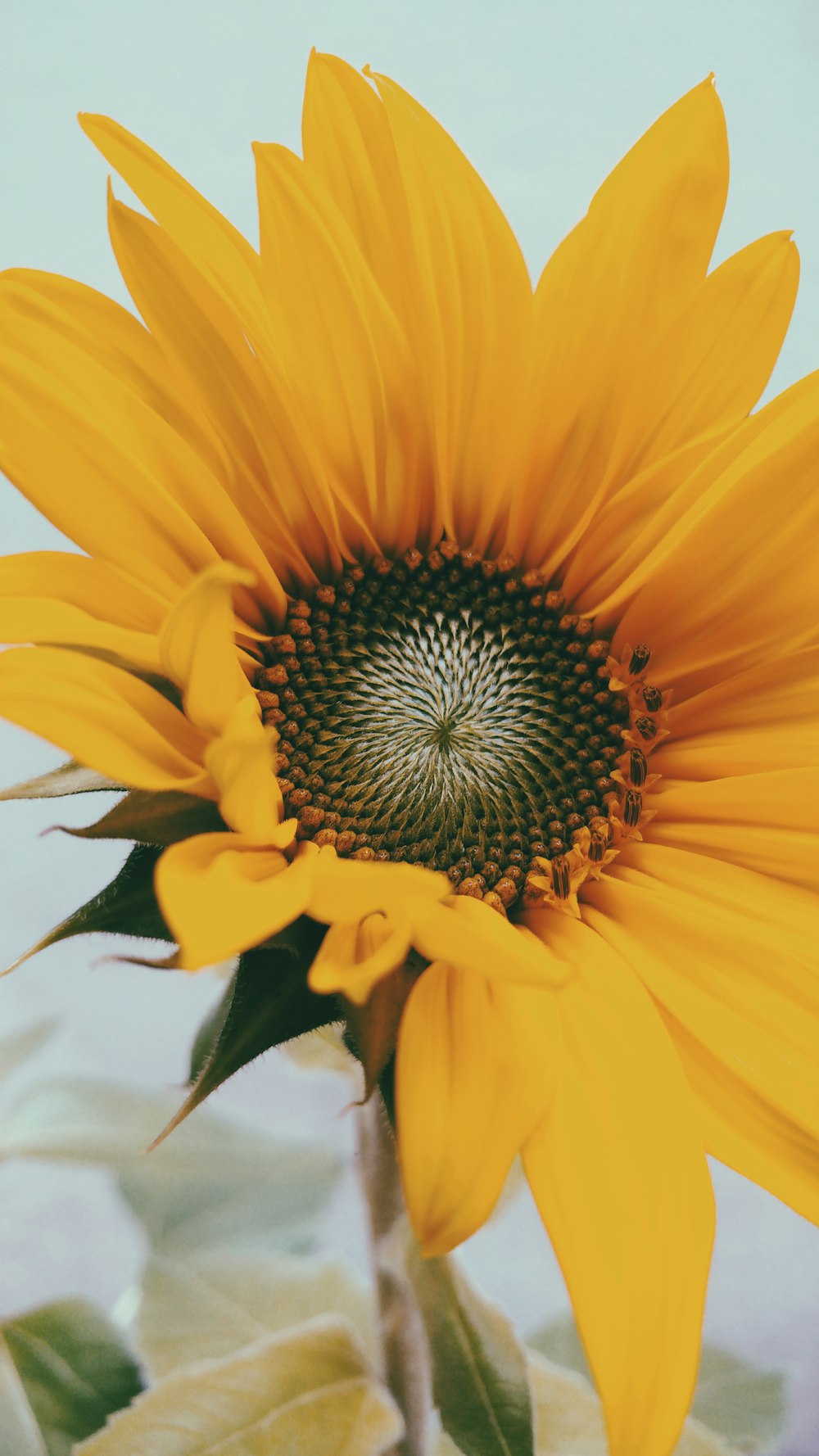 close-up photography of yellow sunflower