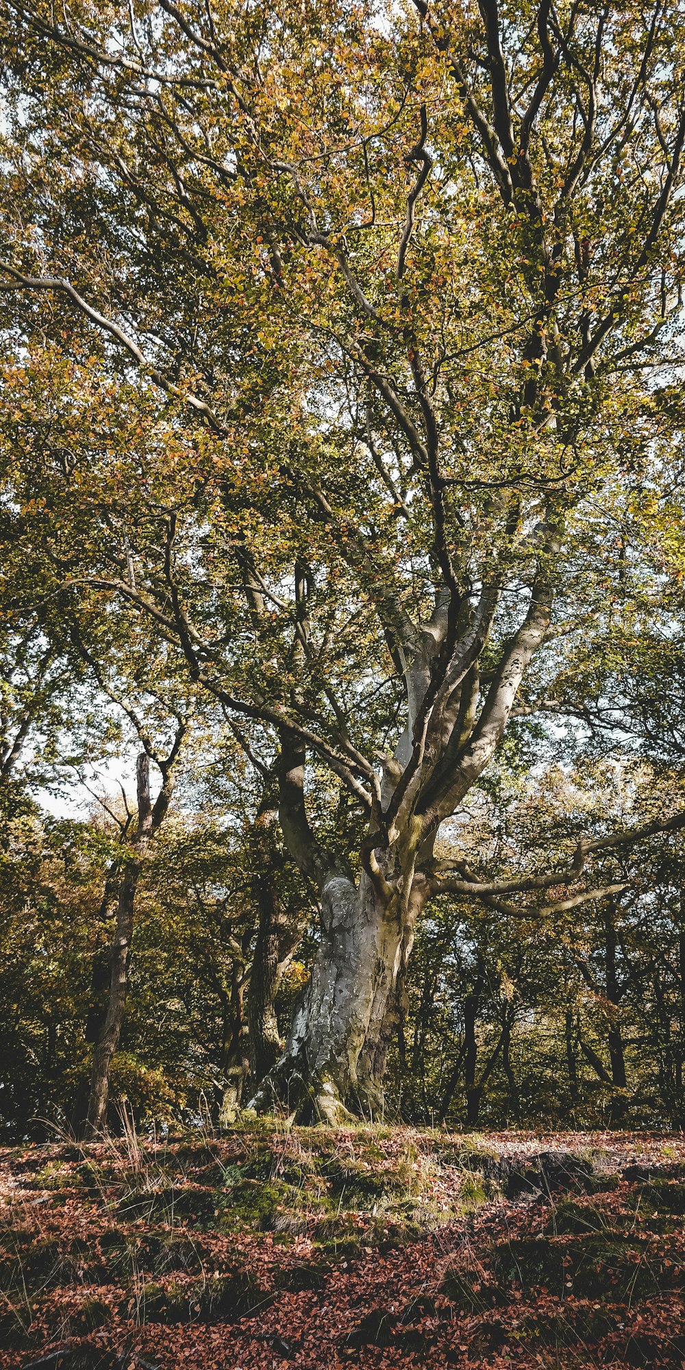 green leaf trees