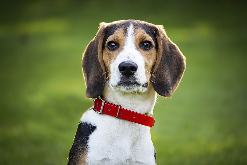 foto de foco raso de cão branco, marrom e preto de pelagem curta