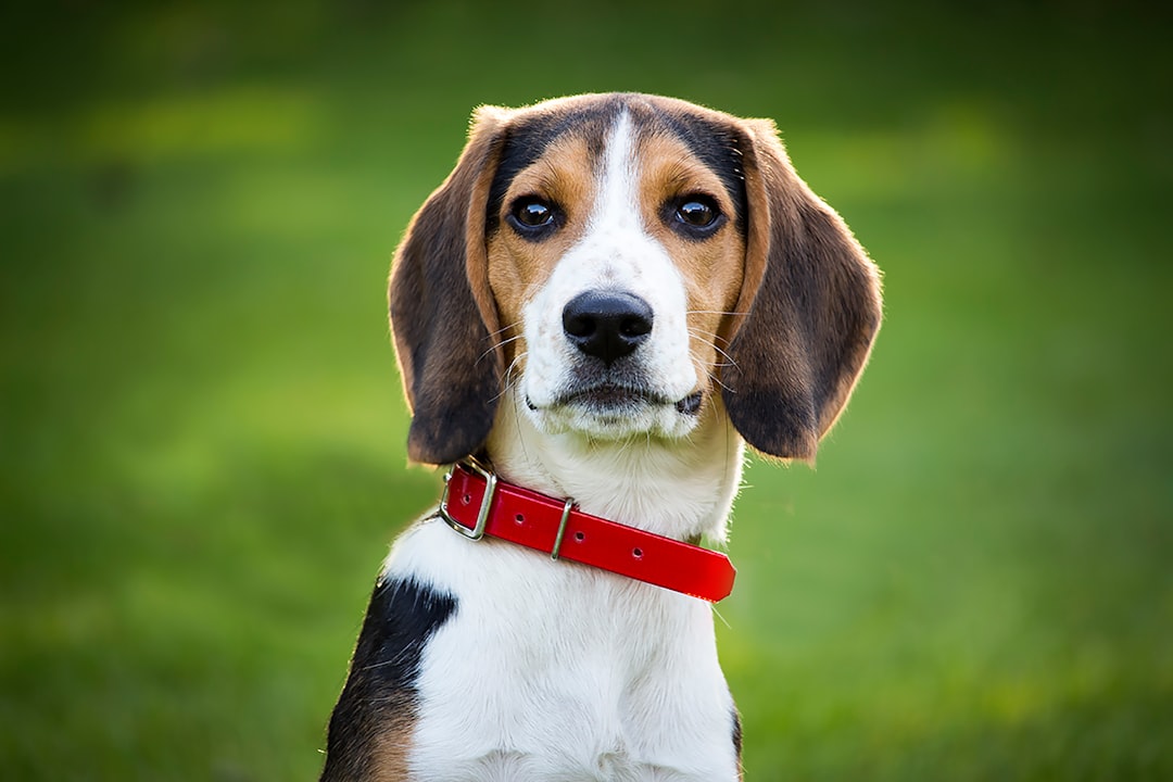 Keeping Beagles Happy and Healthy: A Guide to Preventing Common Health Issues