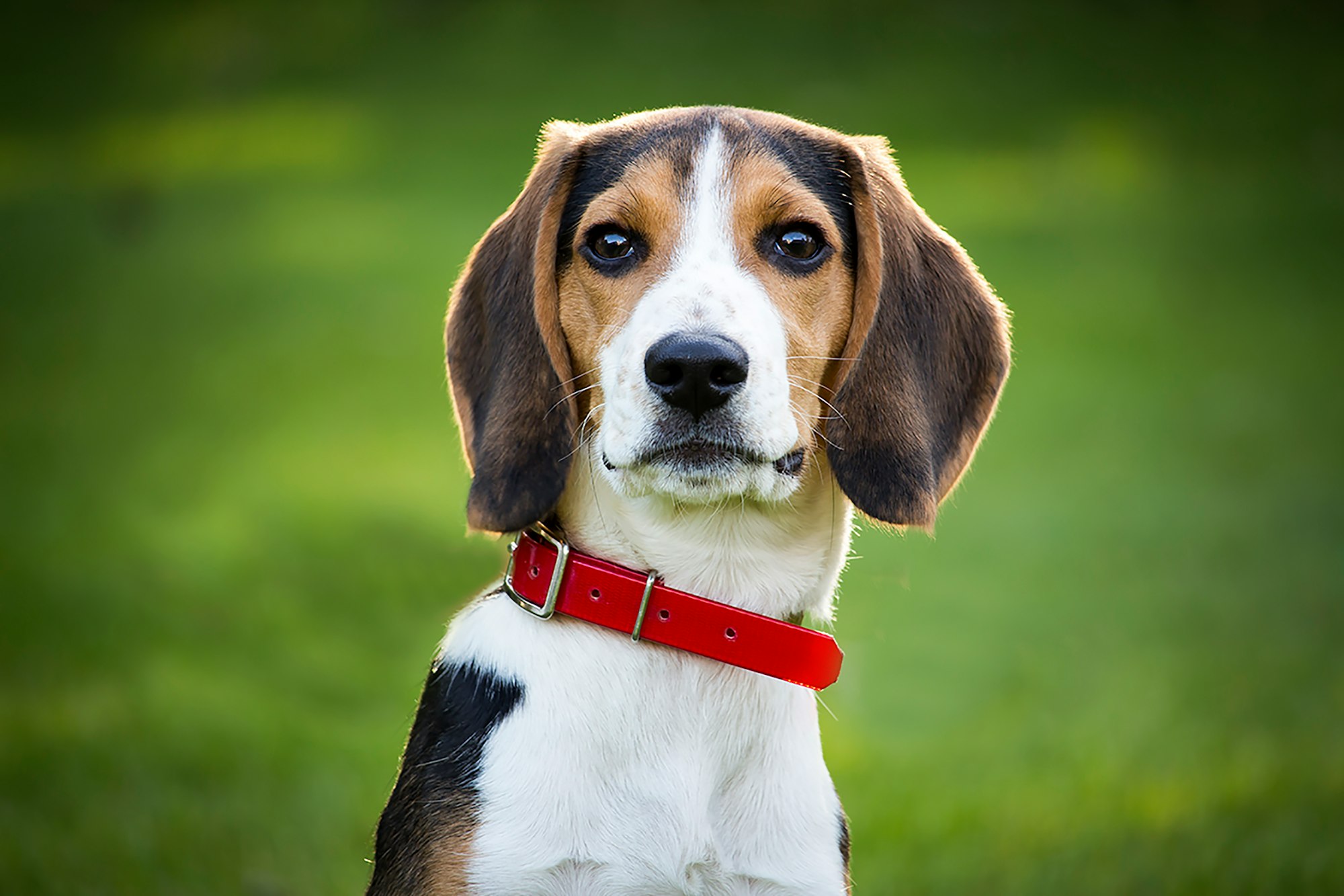 beagle dog price