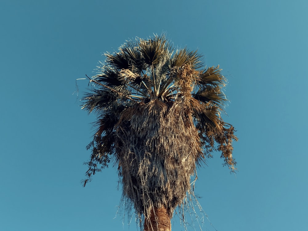 palm tree