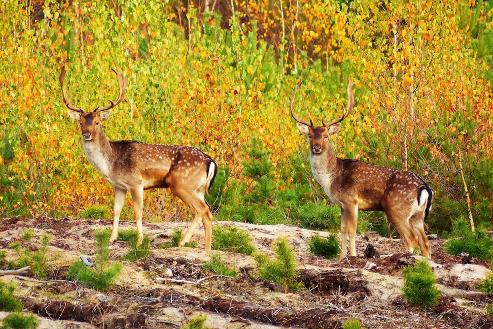 two brown deers