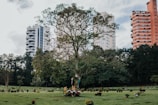 A cemetery with a prominent tree in the center, surrounded by flower arrangements and tombstones. In the background, there are tall buildings partially visible against a cloudy sky. The greenery of the grass and trees contrasts with the urban setting behind.