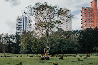 A cemetery with a prominent tree in the center, surrounded by flower arrangements and tombstones. In the background, there are tall buildings partially visible against a cloudy sky. The greenery of the grass and trees contrasts with the urban setting behind.