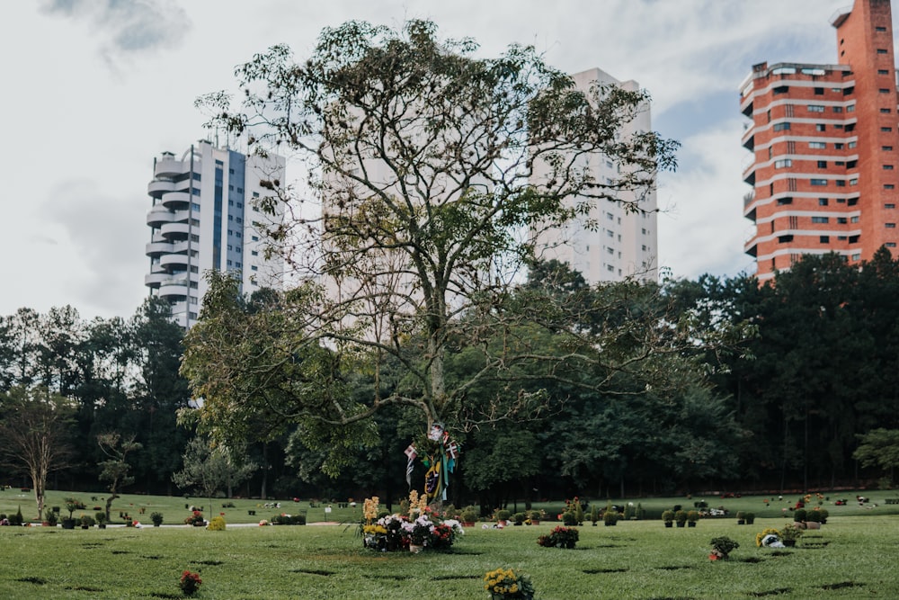 green trees near building during daytime