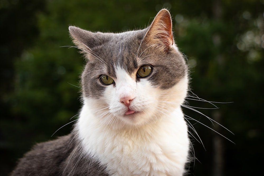 gray and white cat