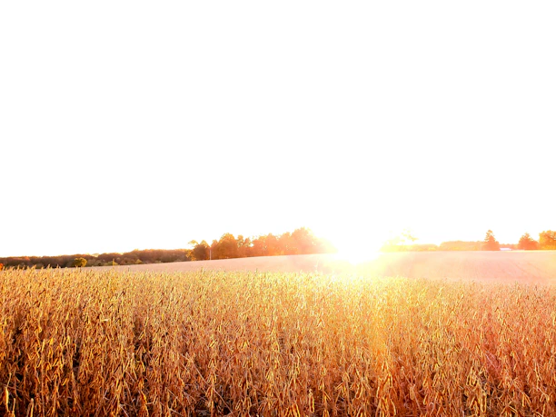 Golden sunlight casting warm tones over a thriving farmland with healthy crops stretching to the horizon.