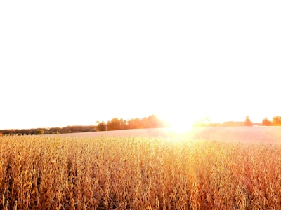 A golden field at sunrise with neat rows of crops stretching toward the horizon under a soft sky.
