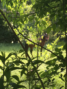 A beautiful horse standing quietly in a sun-dappled field.