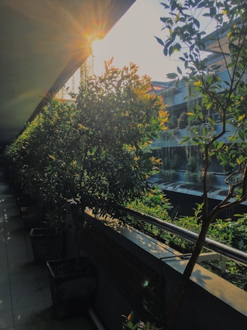 A sparkling clean terrace with sunlight highlighting freshly washed surfaces and plants.