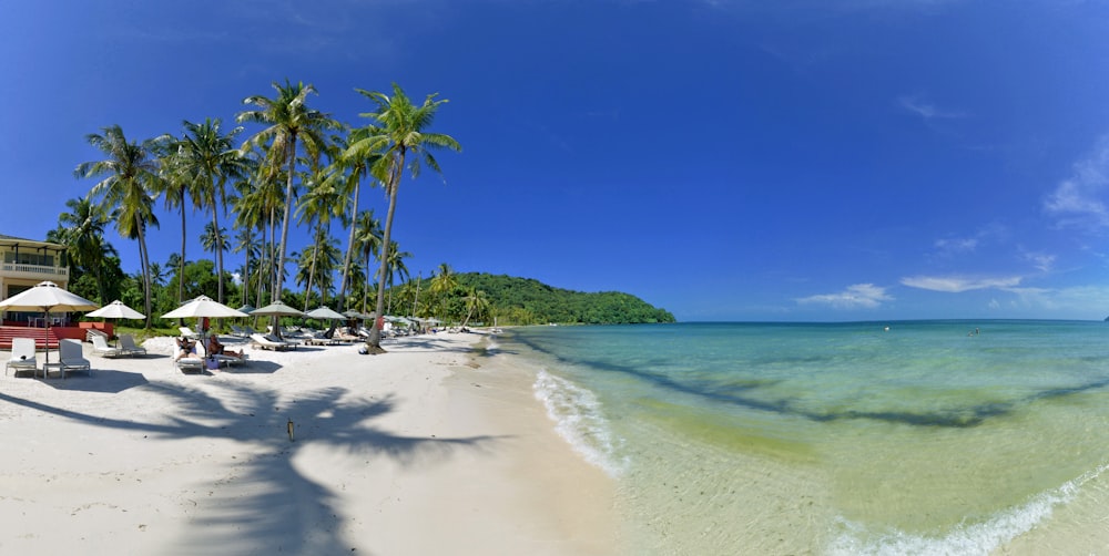 Palmeras verdes cerca de sombrillas de playa durante el día