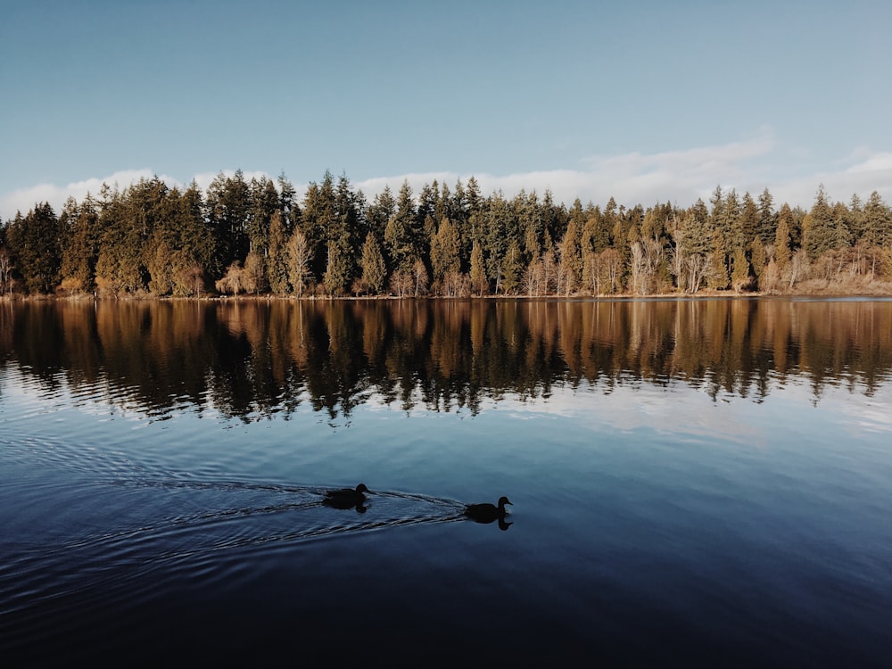 blue body of water near the forest photograph]