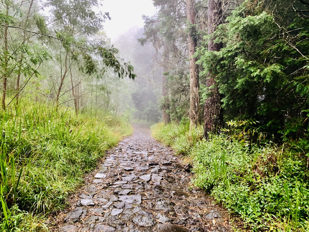 pathway between green grasses