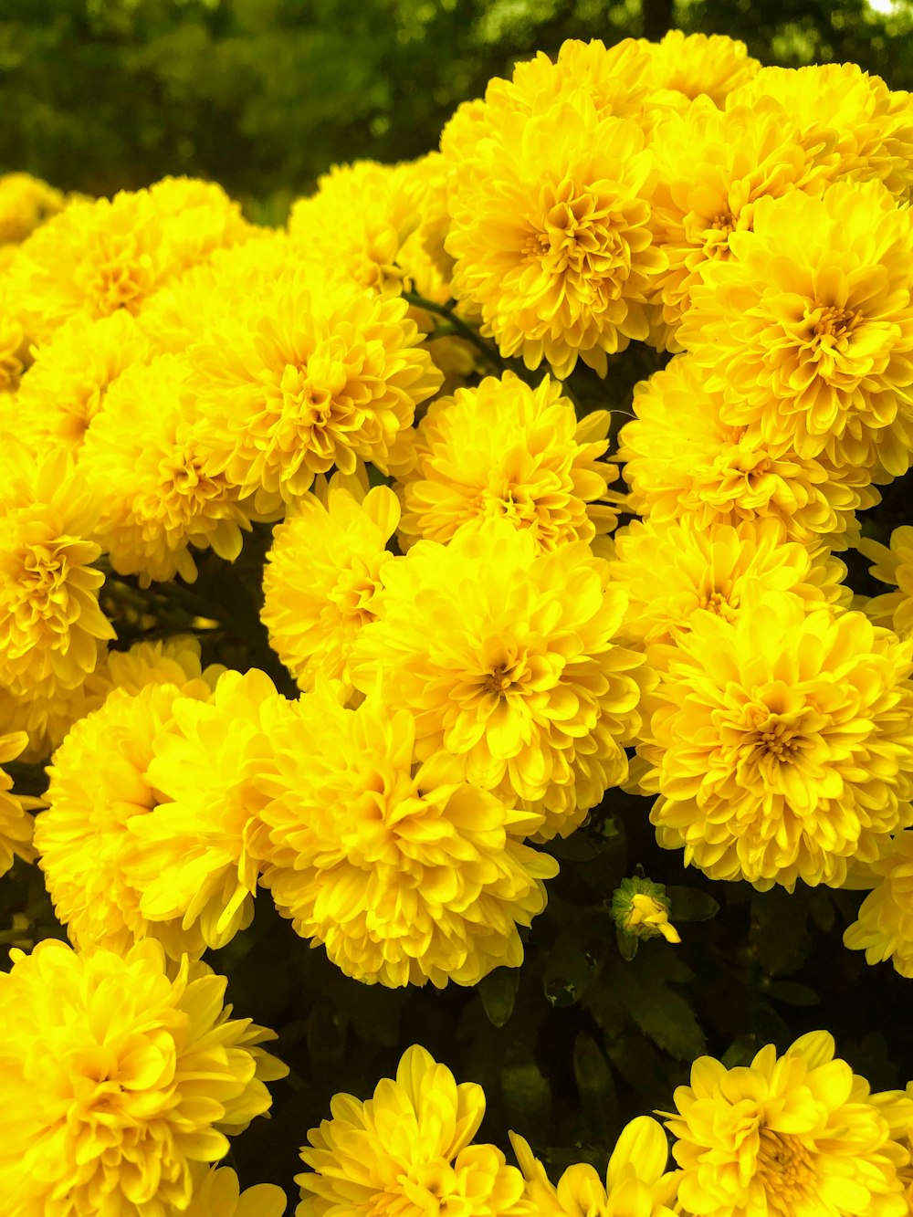 yellow petaled flowers