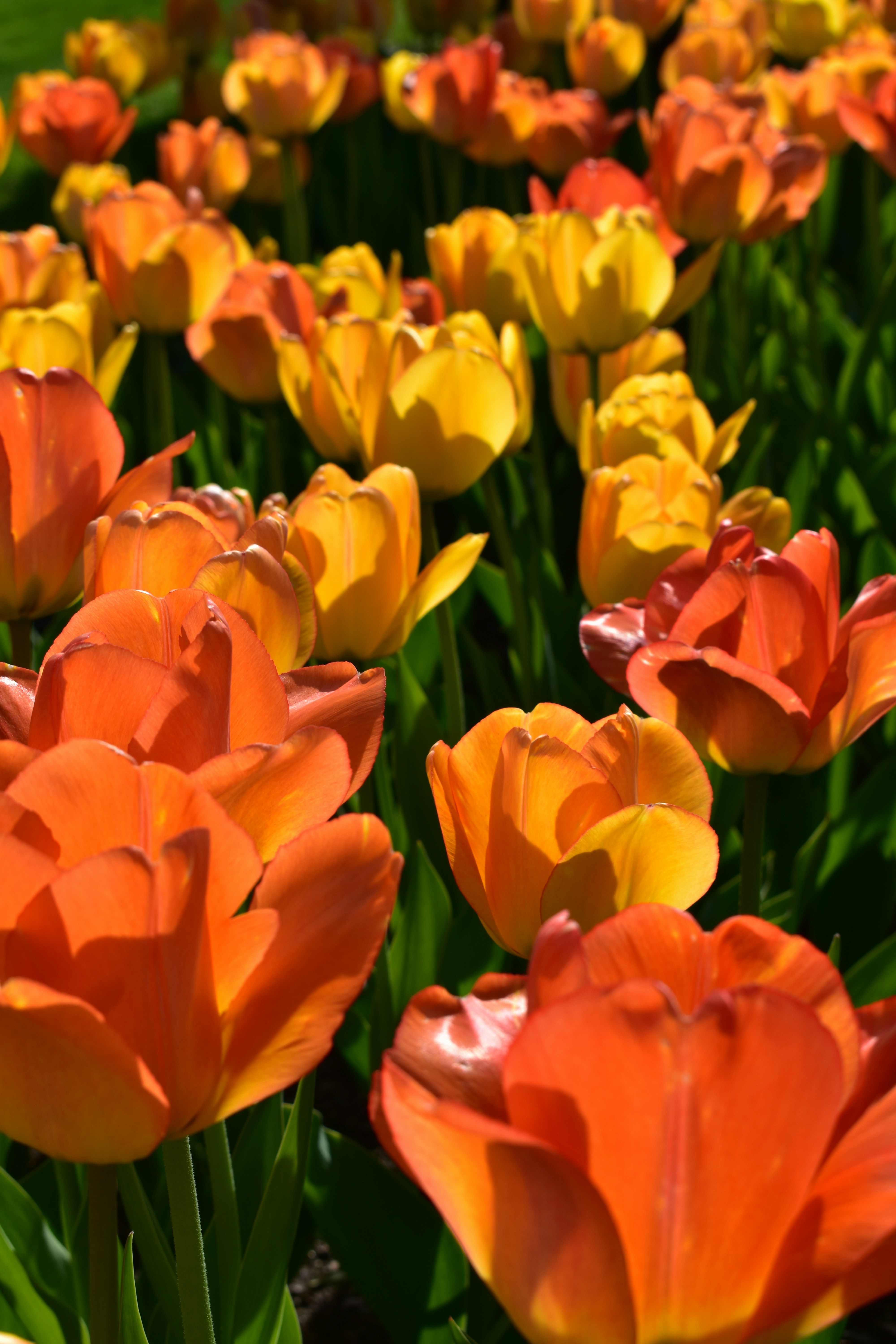 オレンジ色の花の写真 Unsplashで見つけるボストンの無料写真