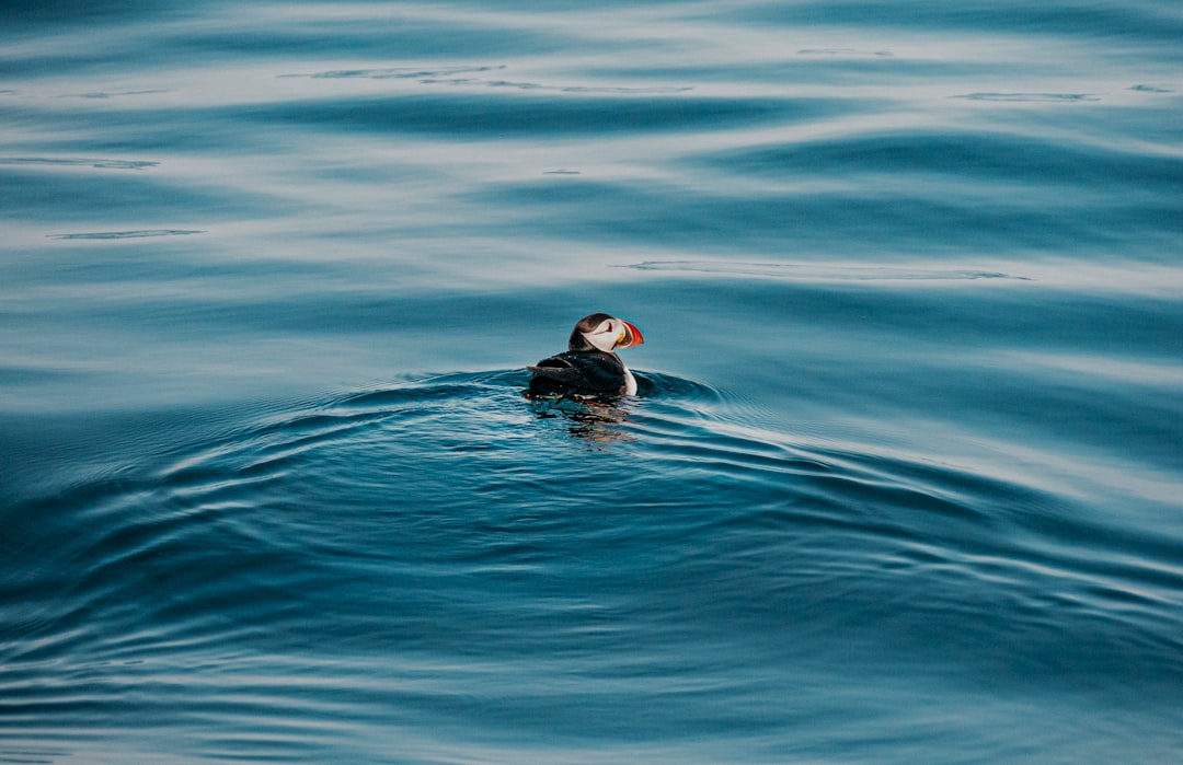 puffin bird on body of water during daytime