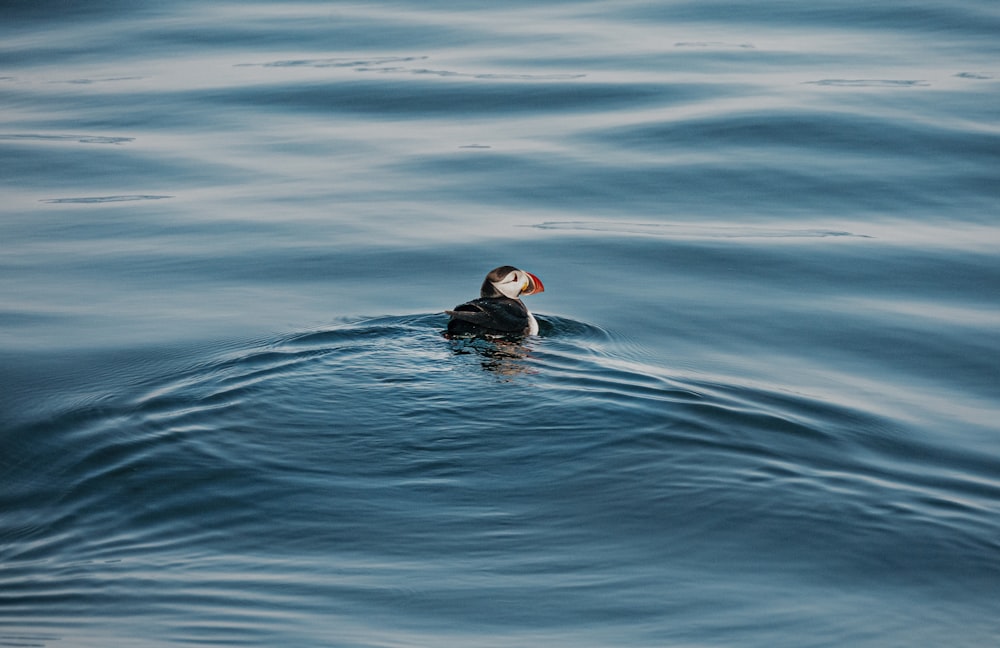 puffin bird on body of water during daytime