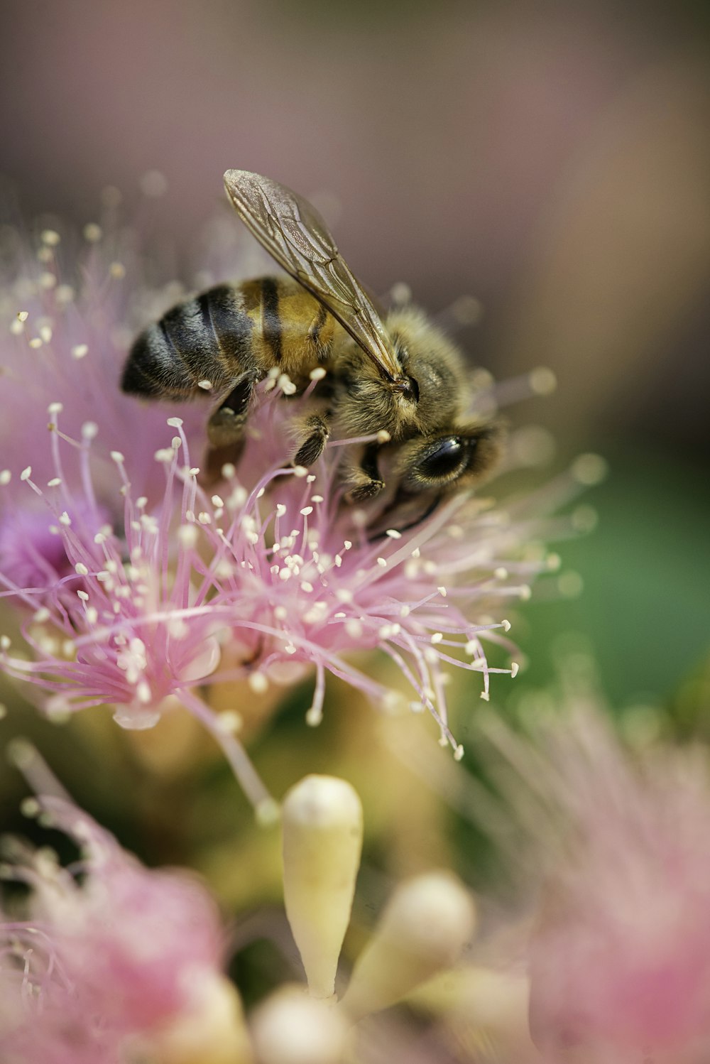 ape su un fiore rosa