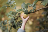 Hands gently picking a shiny apple from a tree branch.