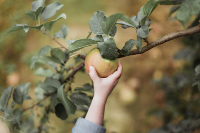 Hands gently picking a shiny apple from a tree branch.