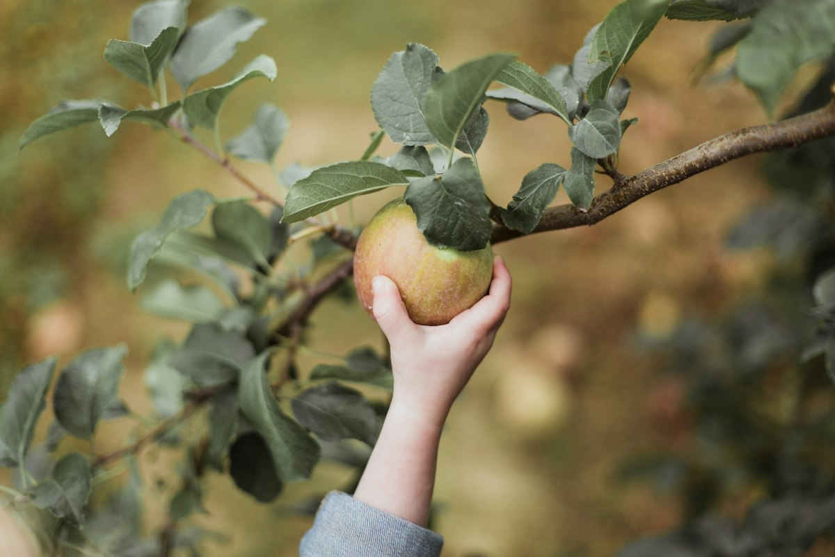 Appeltje – Eitje