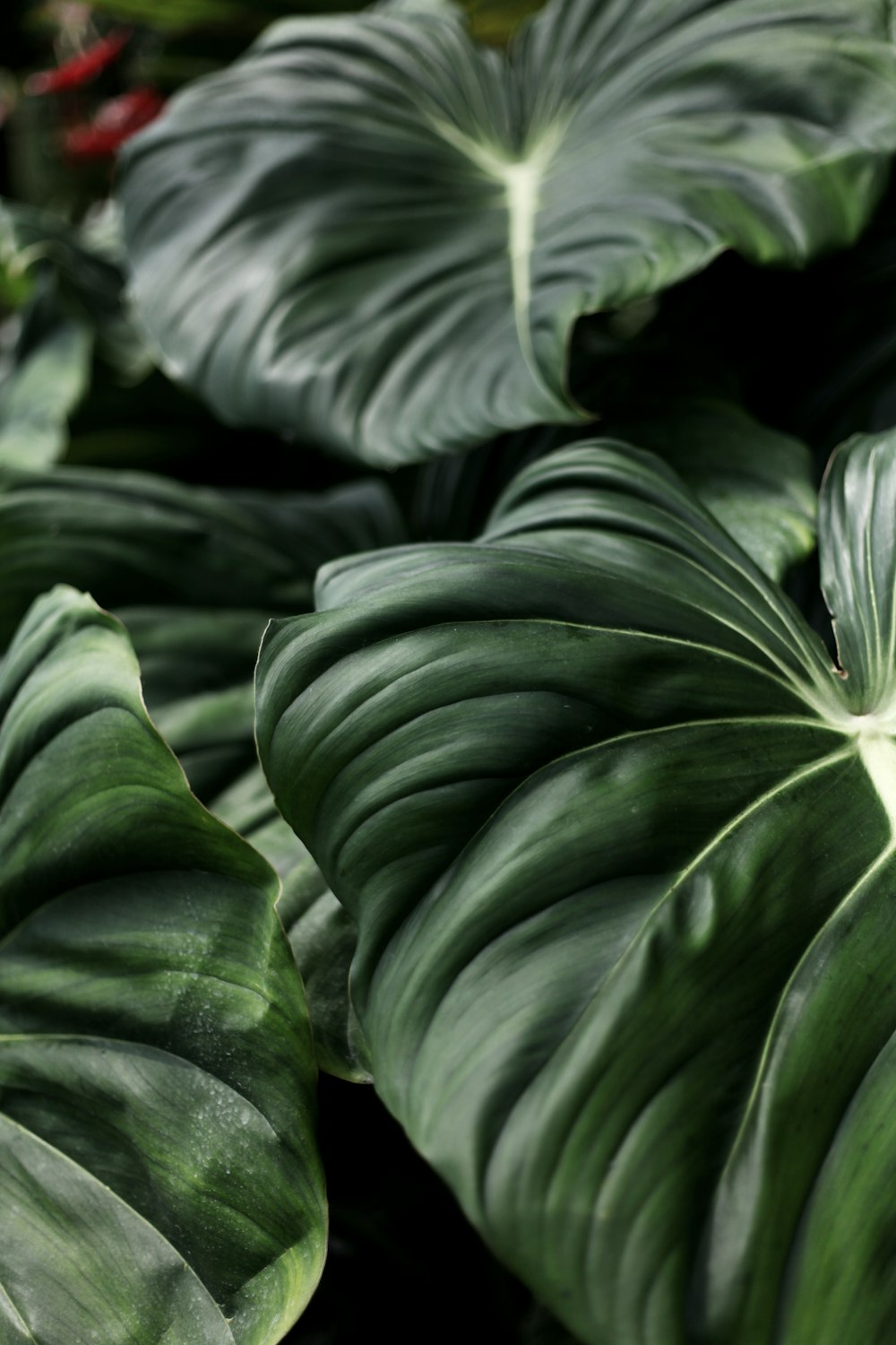 green-leafed plant