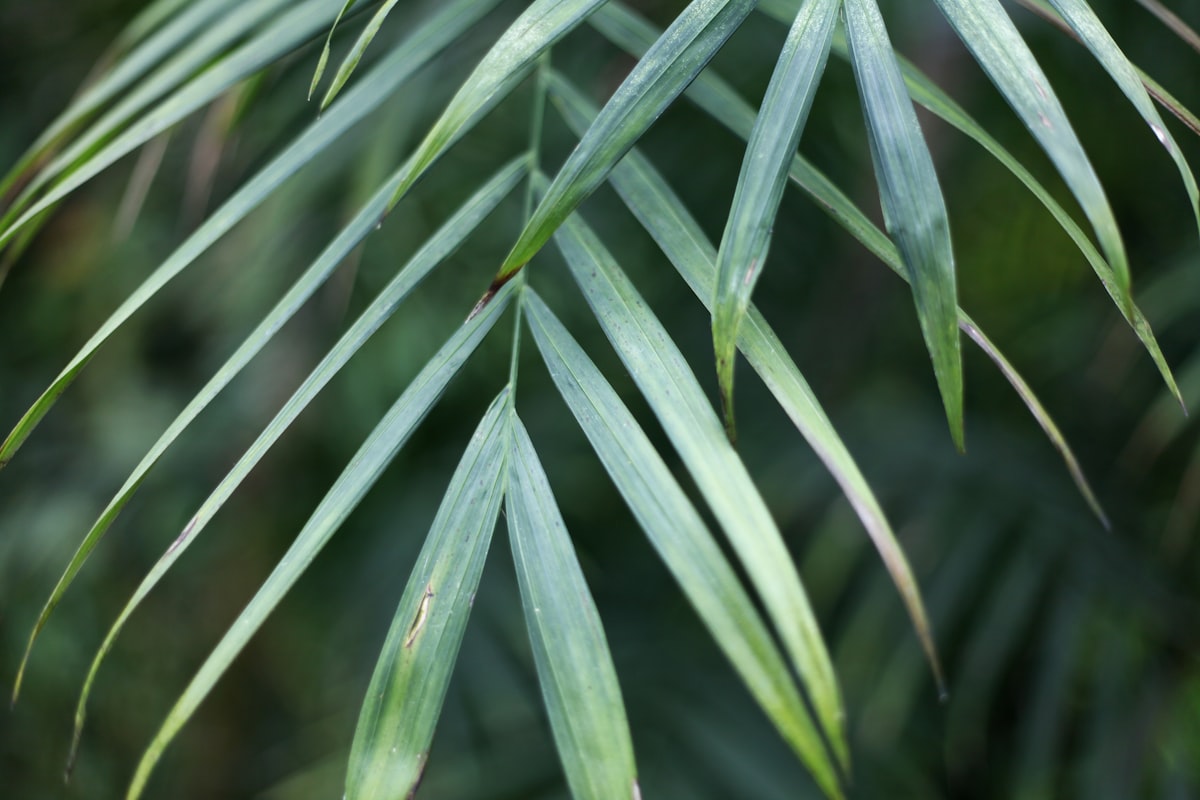 テーブルヤシ完全図鑑｜育て方・植え替え・株分けのコツ