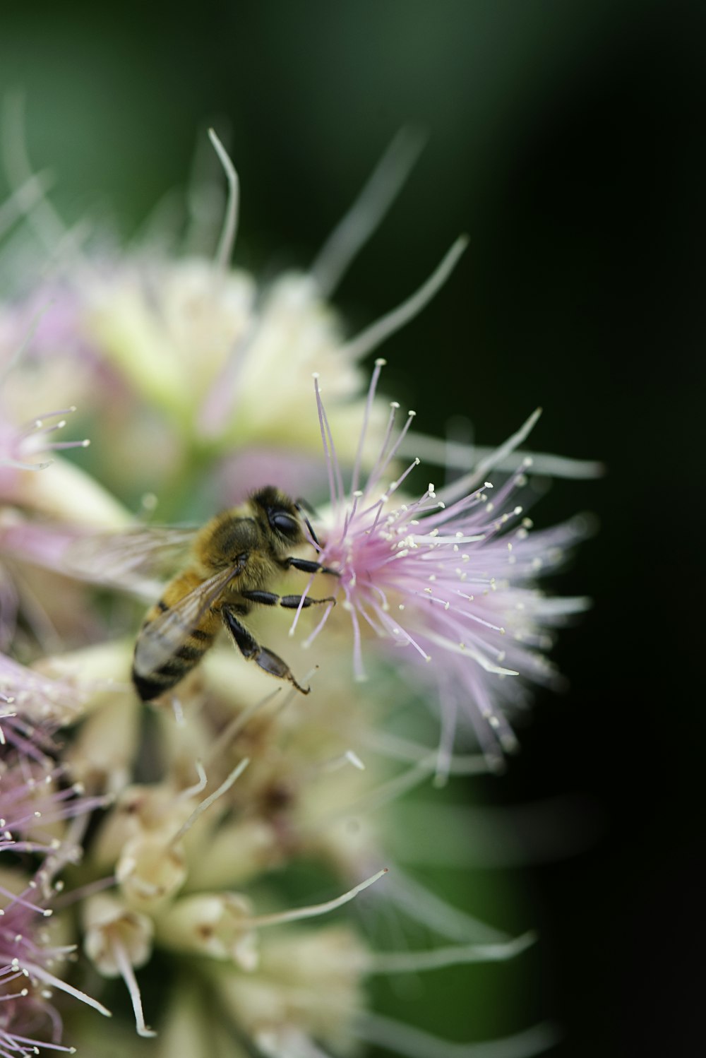 black and yellow bee on a flower