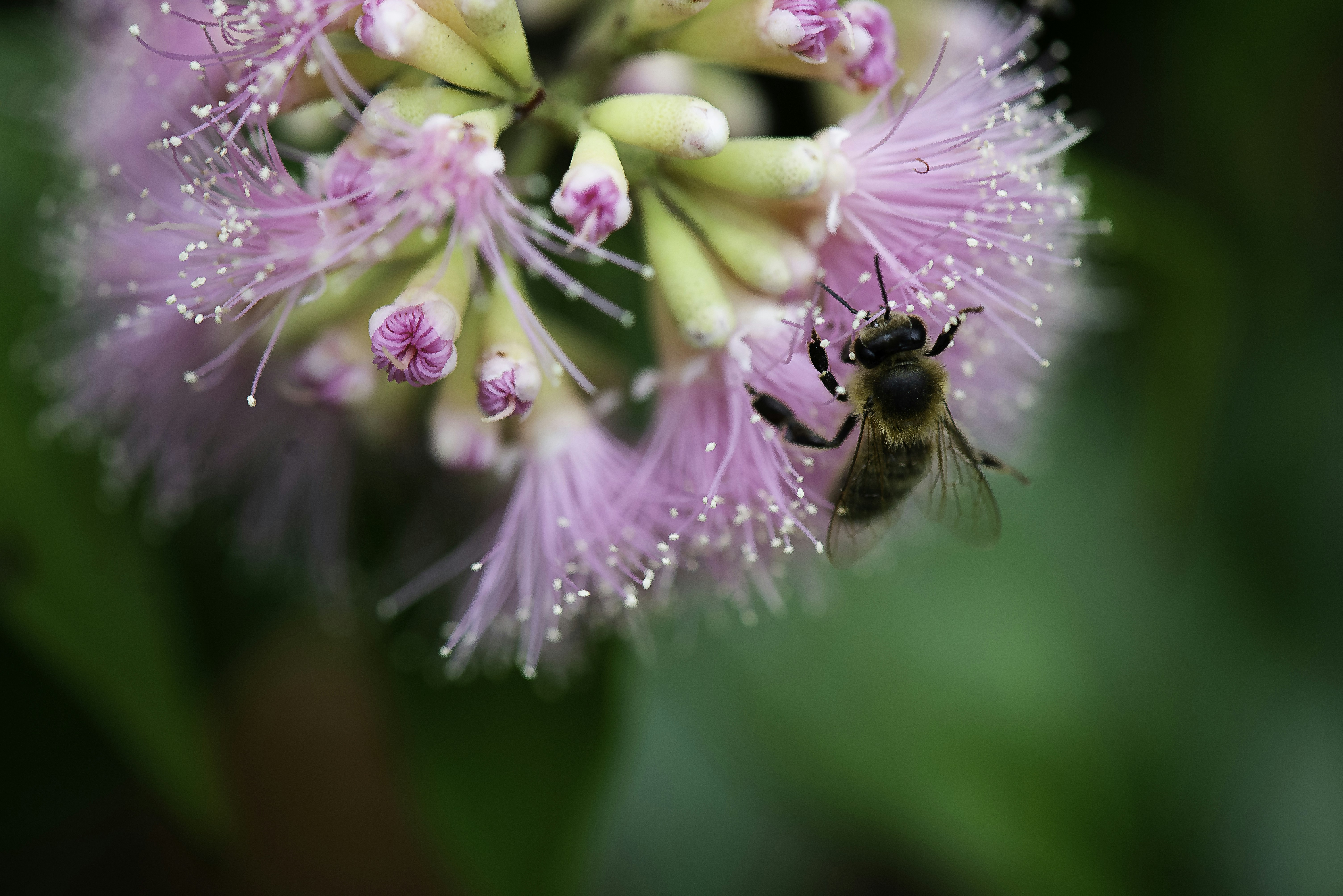 Bee collecting pollen from a Lilly Pilly - Syzygium  flower