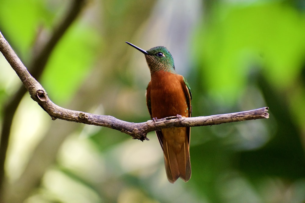 brown and green bird on tree branch