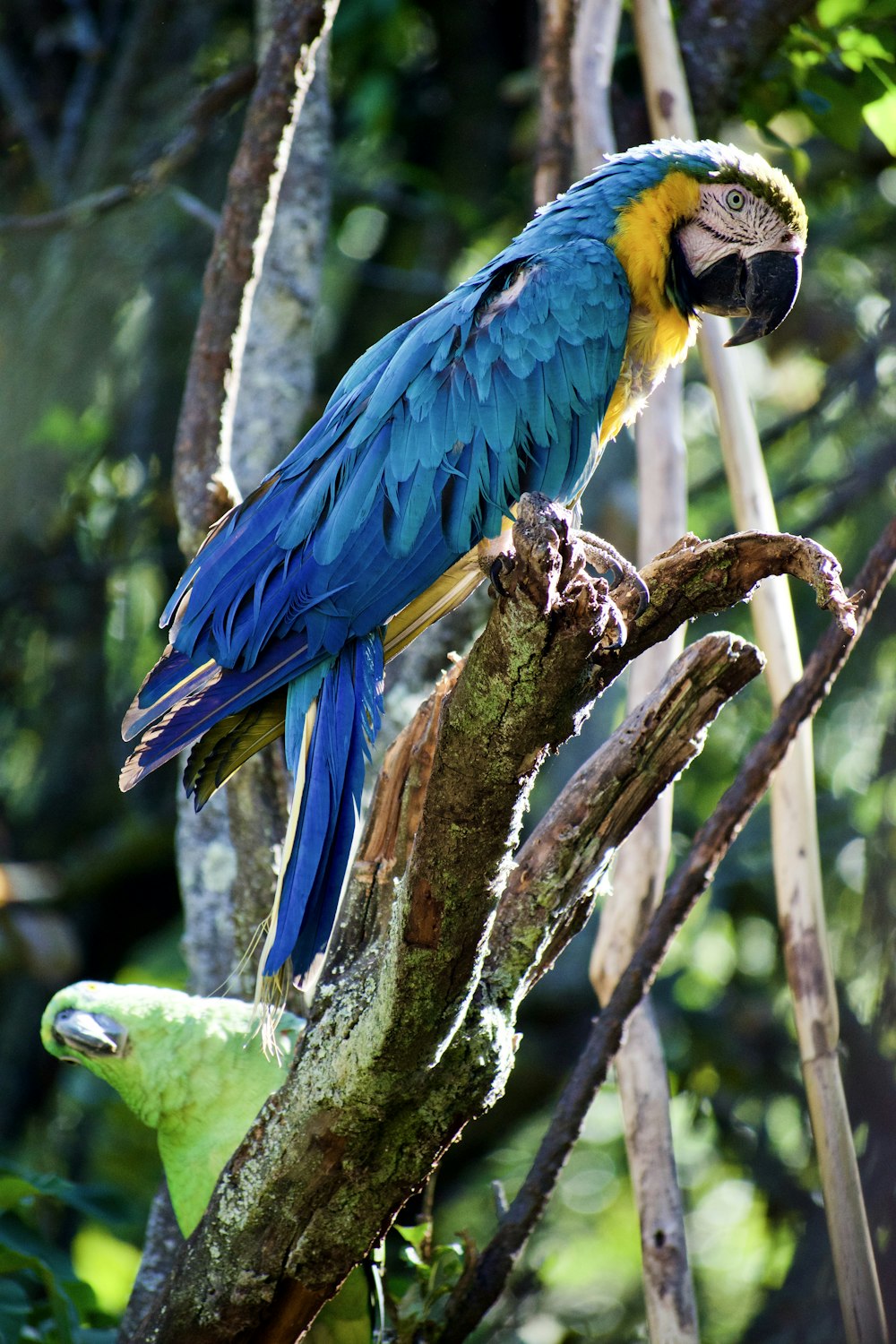 a blue and yellow parrot perched on a tree branch