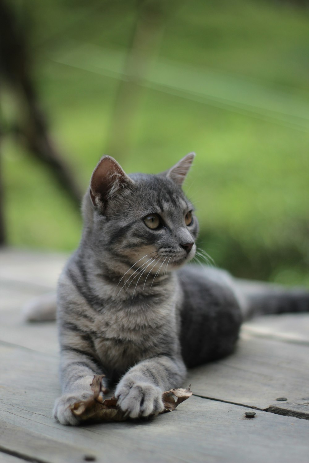 silver tabby cat