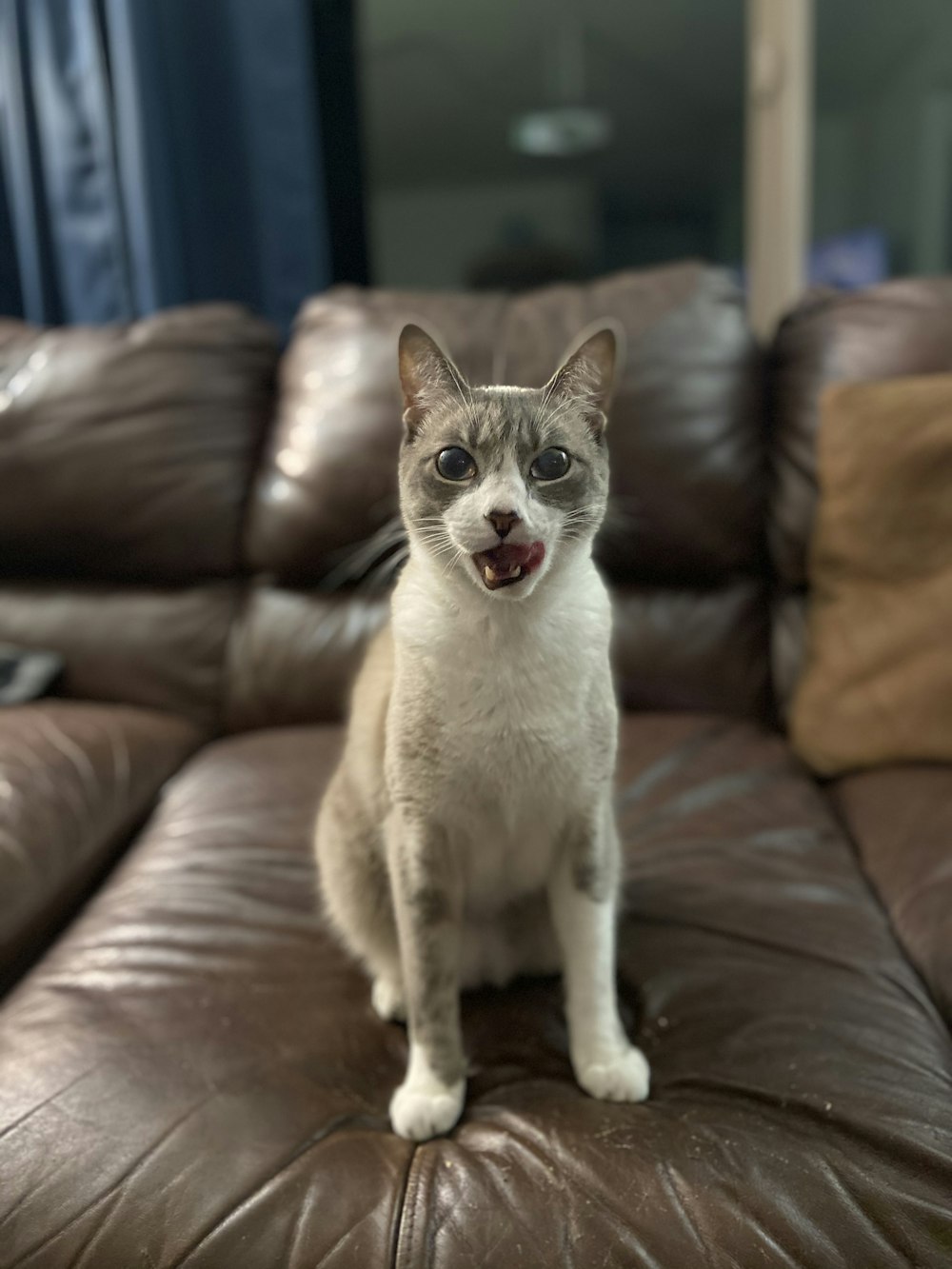 white and gray tabby cat