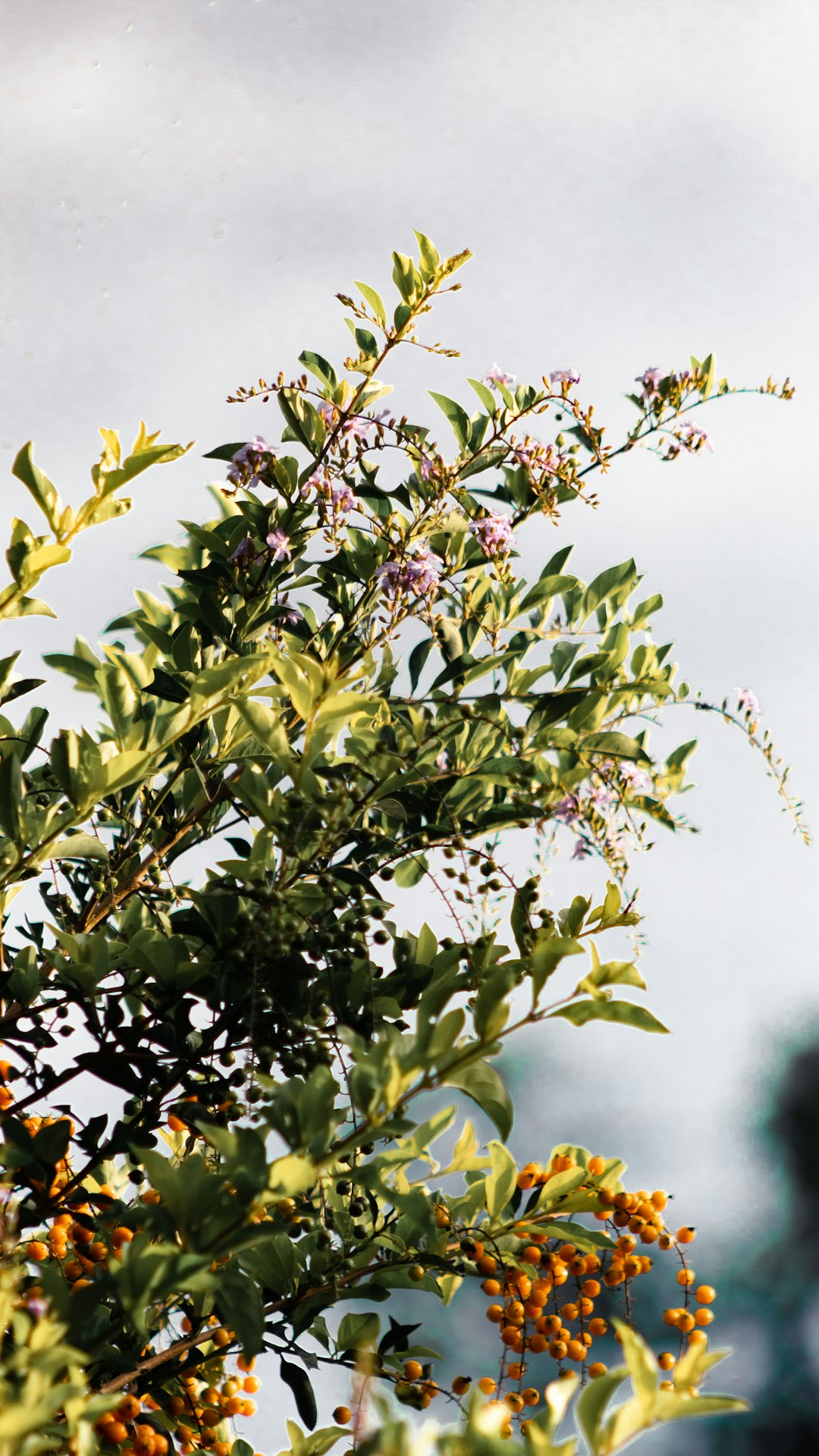 green leafy plant