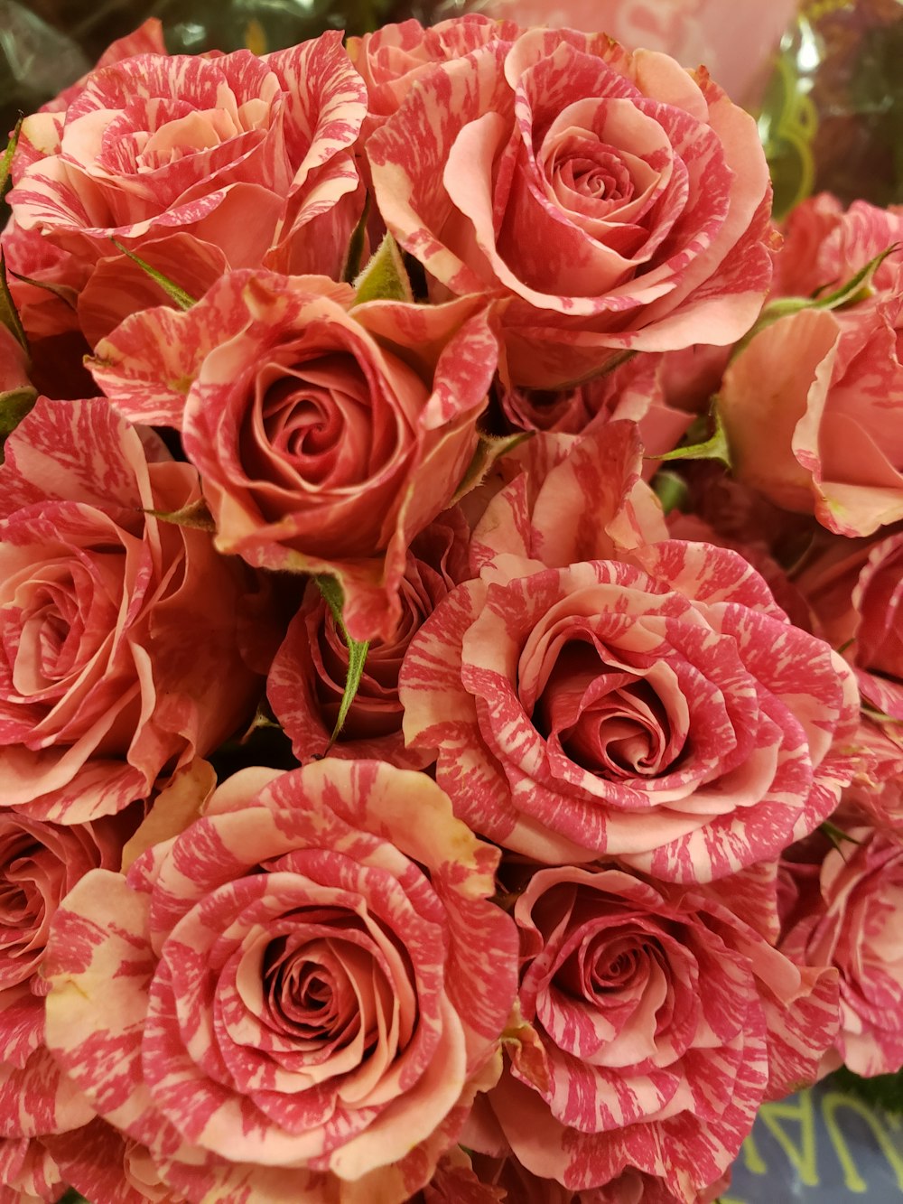 orange and pink petaled roses