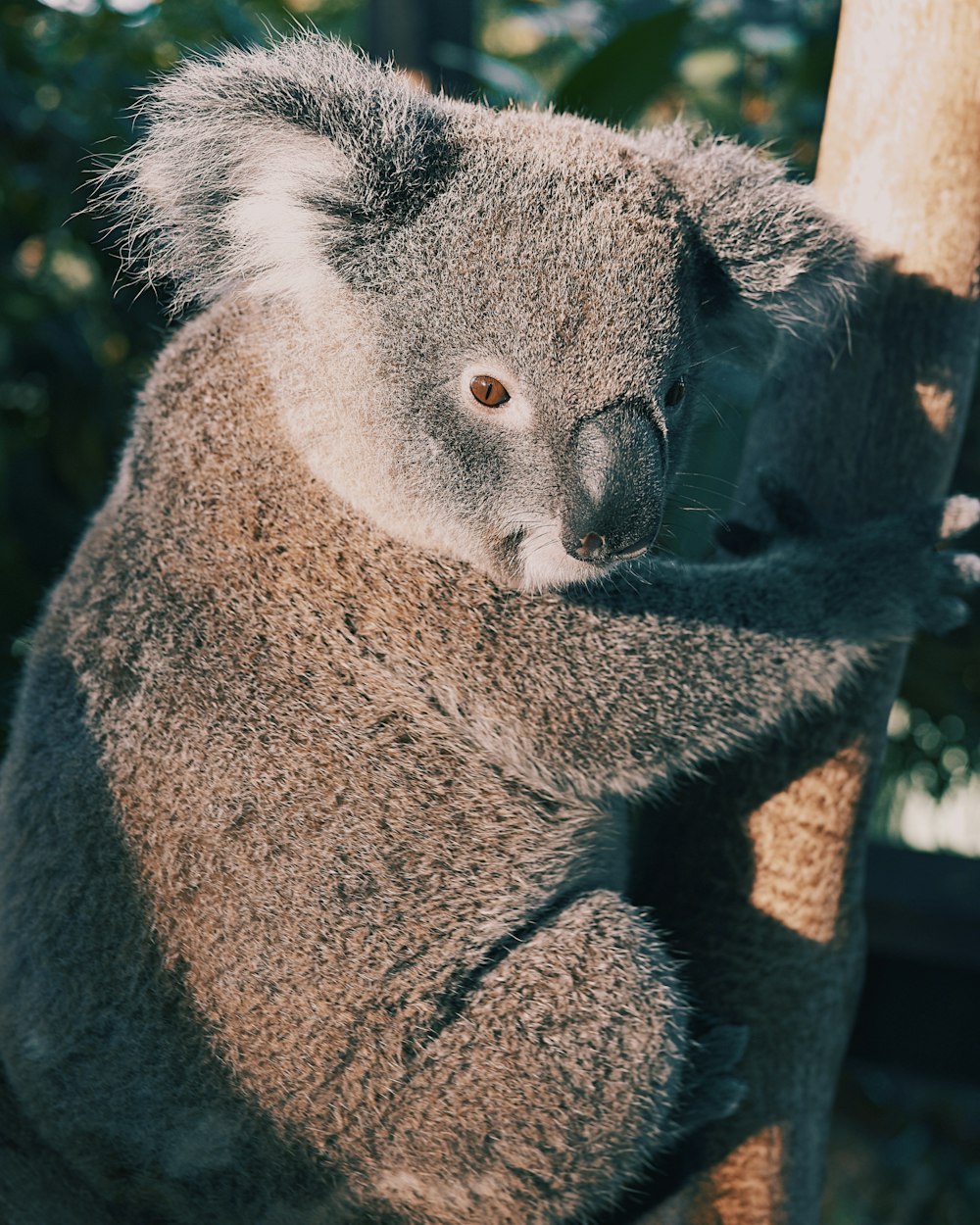 gray Koala