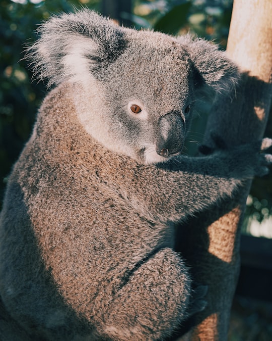 gray Koala in Australian Reptile Park Australia