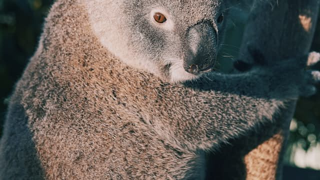 Koalas