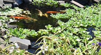 A tranquil koi pond bordered by sculptural boulders and a mix of native plants under soft morning sunlight.
