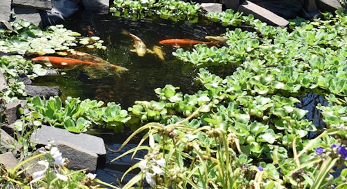 A tranquil pond is surrounded by rocks and filled with lily pads and aquatic plants. Vibrant koi fish swim gracefully beneath the surface, creating ripples in the water.
